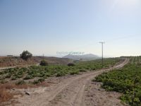 Cyclades - Santorini - Akrotiri - Boutaris Vineyards