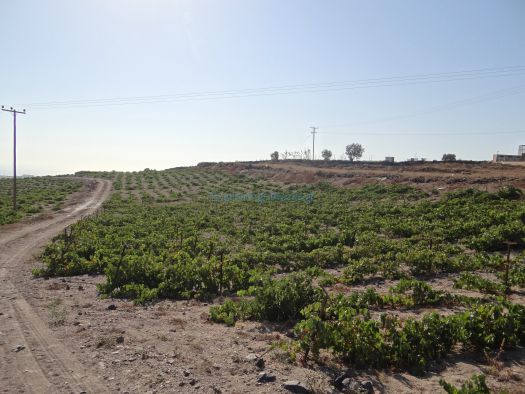 Cyclades - Santorini - Akrotiri - Boutaris Vineyards