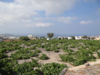 Cyclades - Santorini - Megalochori - Venetsanos Winery