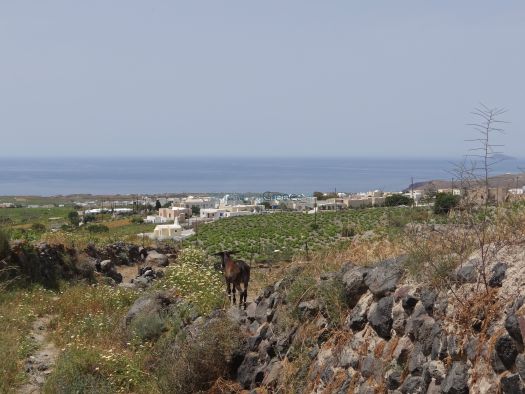 Santorini - Path 6: Pirgos - Megalochori