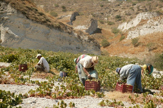 episkopi-gonia_winery_ktima-agriru_01
