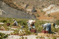 episkopi-gonia_winery_ktima-agriru_01